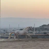 اسب ترکمن آخال تکه