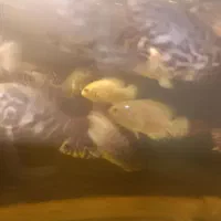 ماهی اسکار ۲ بند و ۳ بند