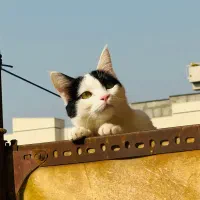 واگذاری بلوری، گربه ماده مهربون dsh