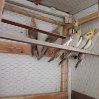 عروس هلندی