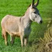 الاغ ماده و کره خر فروشی