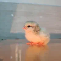 جوجه ۱۰ روزه