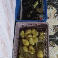 جوجه اردک خارجی