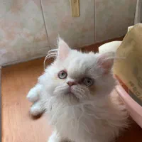 گربه|گربه|بجنورد, |دیوار