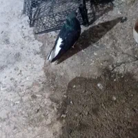 فروش