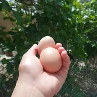 تخم مرغ محلی