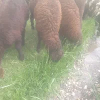بره