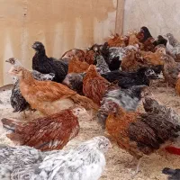 مرغ و جوجه سه ماهه
