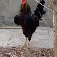 دو عدد خروس نژاد دار محلی یکی گلین و یکی گردن ریت