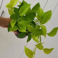 گل پتوس|گل و گیاه طبیعی|رشت, حومه رشت|دیوار