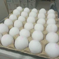 تخم مرغ|خوردنی و آشامیدنی|اصفهان, ارغوانیه|دیوار