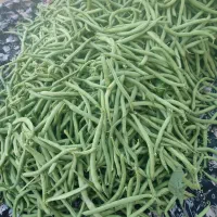 لوبیا سبز