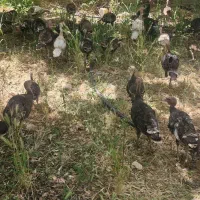 جوجه بوقلمون 4 ماهه