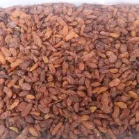 کشمش در مازندران و گیلان