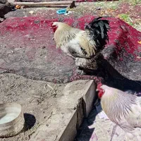 تخم نطفه دار برهما