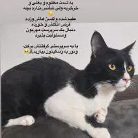 واگذاری رایگان گربه