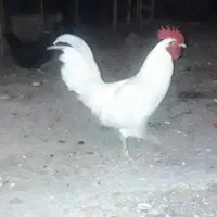 خروس سفید نژاد پا سبز