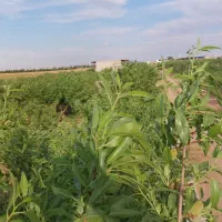 فروش-باغ-2000-متری