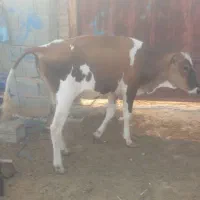 ویس