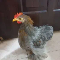 خروس کوشین جوان زبل