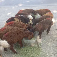 بره ریز افشاری