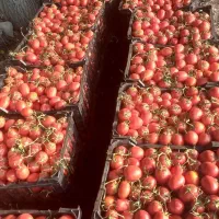 گوجه|خوردنی و آشامیدنی|بجنورد, |دیوار