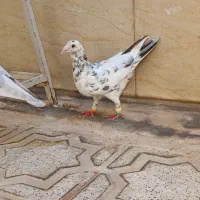 کبوتر هفترنگ