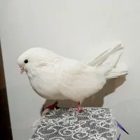 کبوتر ماده تهرونی اصل