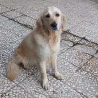 سگ از نژاد گلدن گمشده
