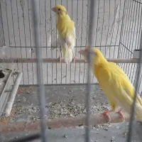 تعداد حدود ۴۰ تا قناری
