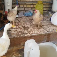 اردک بالغ و مرغ و برنی تازه تخم