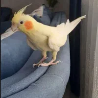 عروس هلندی نر گمشده