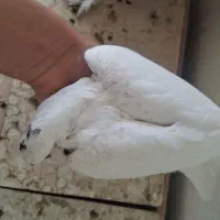 سرور|پرنده|اصفهان, همدانیان|دیوار