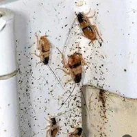 سمپاشی حشرات*موریانه زدایی سوسک ریز*سم پاشی اهواز