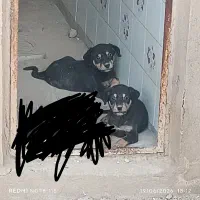 توله دوبرمن