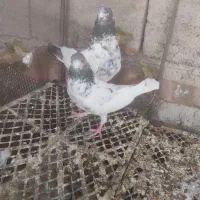 کفتر ضمانت