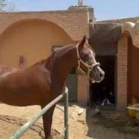 اسب مادیون عرب مصری