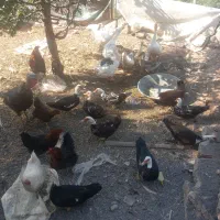 تعدادی اردک بوقلمون