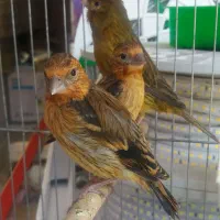 جوجه سهره قناری سرخ