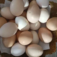 تخم مرغ محلی