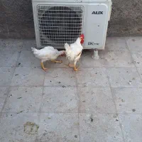 خروس