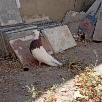 کفتر طوقی
