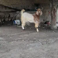 بز نر