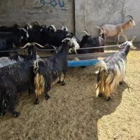 چپش، بزغاله نر