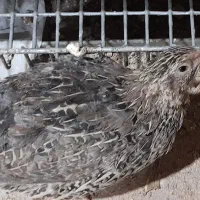 بلدر چین گوشتی