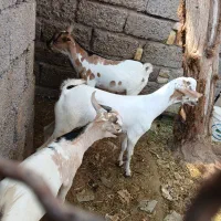 کهره نریی چاق در بندرلنگه