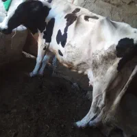 گاو‌شیری‌
