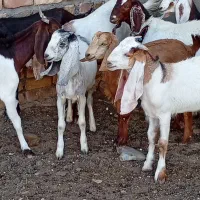 9راس کولار بزغاله بزرگ نژاد دوقلو زا و شیرا آبستن