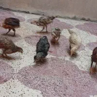 فروش جوجه محلی اصلی