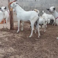 پازن سومالی بندر دیر
